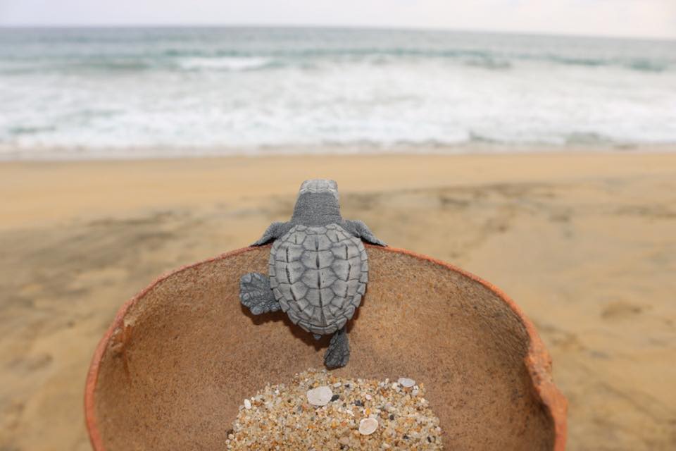 bébé tortue sur une plage